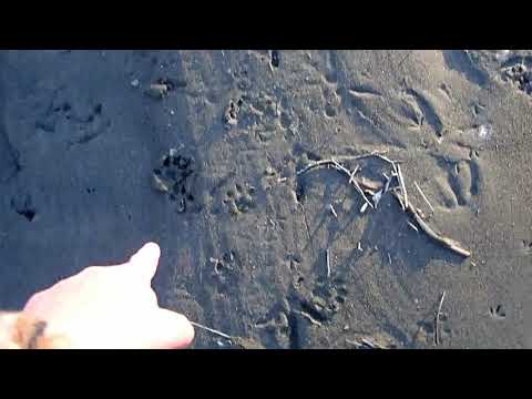 Wildlife Tracks on the Eel River