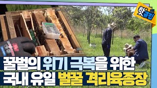 [핫클립] 국내 유일 꿀벌 격리육종장 / YTN 사이언스