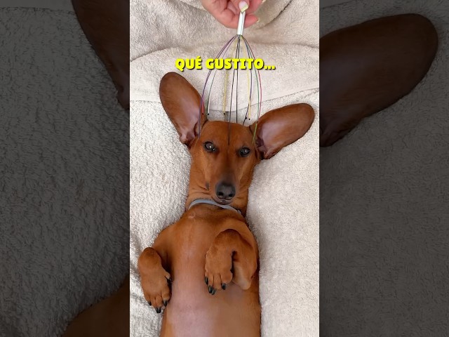 Vídeo relacionado con trabag Taza de perro salchicha, regalo para mujeres, Acción de Gracias y Navidad, taza de cerámica con adorable perro salchicha en marrón, Eie Sich para el Día de la Madre