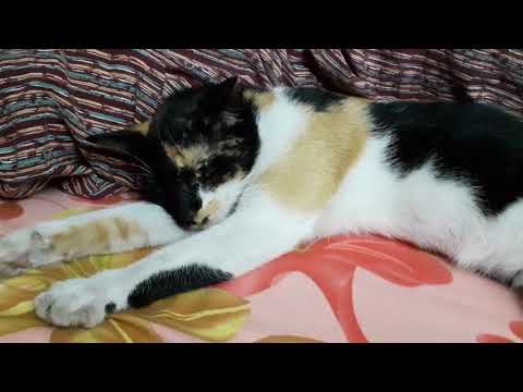 Cat#cute# vutu in pampoo mood