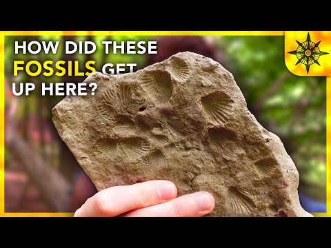 The Mystery of Fossil Rocks in the Appalachian Mountains