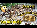 Săn bắt Ốc Ma Loài Ốc Mệnh Danh Ốc Tử Thần Liệu ăn Có Chết Như Lời Đồn Không? NGÃ NĂM TV