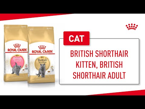 British Shorthair Kitten, British Shorthair Adult