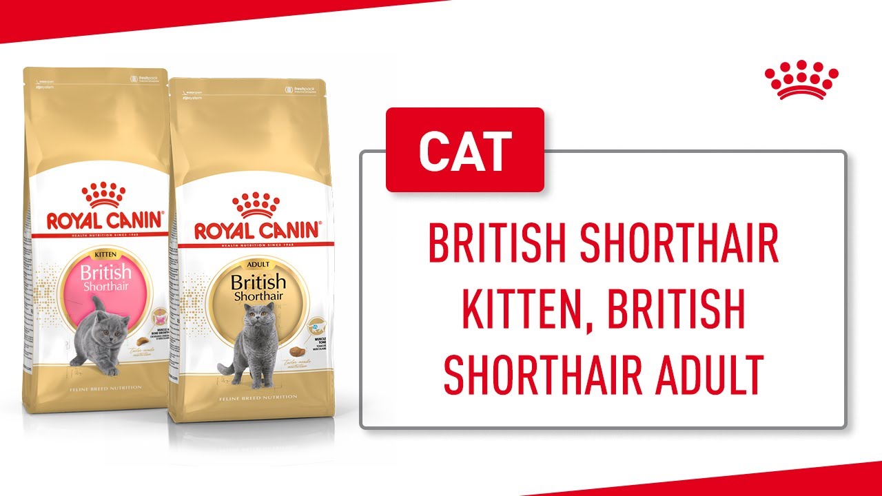 Watch video British Shorthair Kitten, British Shorthair Adult Now British Shorthair Kitten, British Shorthair Adult