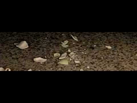 download lagu mp3 mp4 Dogsmash, download lagu Dogsmash gratis, unduh video klip Dogsmash