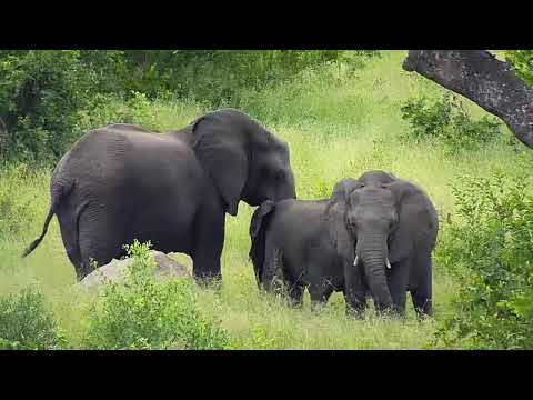 Djuma: Elephant herd-Pt:1 - 10:06 - 01/23/21