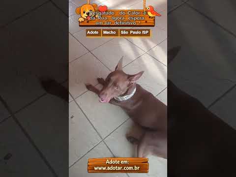 Vídeo de Resgatado do Calor e da Rua, agora espera um lar definitivo!