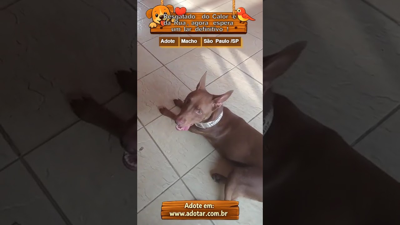 Cachorro raça SRD-ViraLata idade 1 ano nome Resgatado do Calor e da Rua, agora espera um lar definitivo!