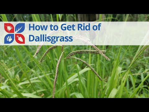  How to Get Rid of Dallisgrass  Video 