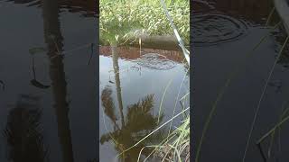 15 KG ASTAGA‼️#mancing #fishing