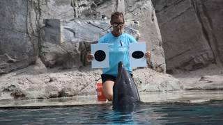 I delfini riconoscono le figure geometriche. La ricerca al parco Oltremare di Riccione