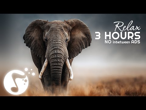 Wildlife with Music 🌿 Relaxing No-Ads Nature Sounds & Animal Ambience for Calm