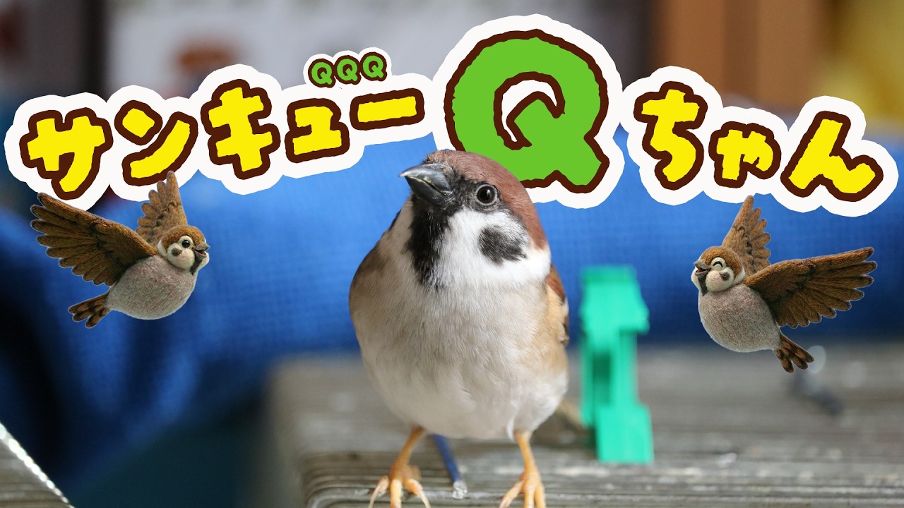 サンキューQちゃん♪ありがとでちゅん