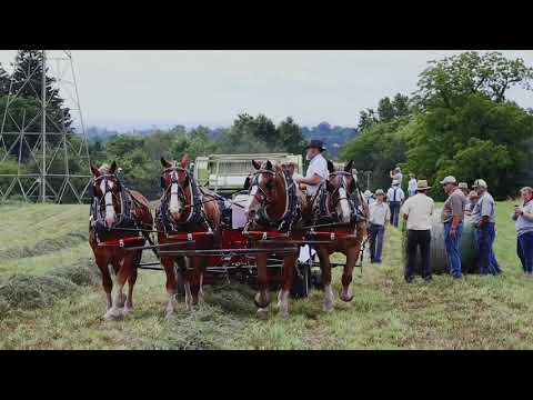 2021 Horse Progress Days in Mt. Hope, OH
