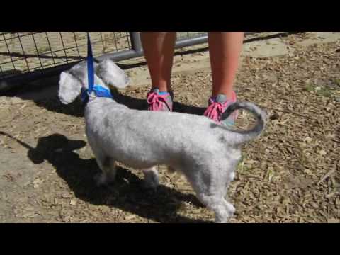 Danny Grease, an adopted Poodle & Dachshund Mix in Houston, TX_image-1