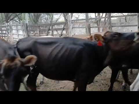 São 10 Garrotas da raça Jersey a venda localizadas em Monteiro PB. Contato 87999489620