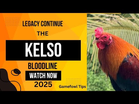 Kelso Gamefowl Bloodlines 2025: A Legacy of Dominance and Power