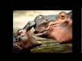 Kenny G - Brahms Lullaby En el Día de la Madre.mpg