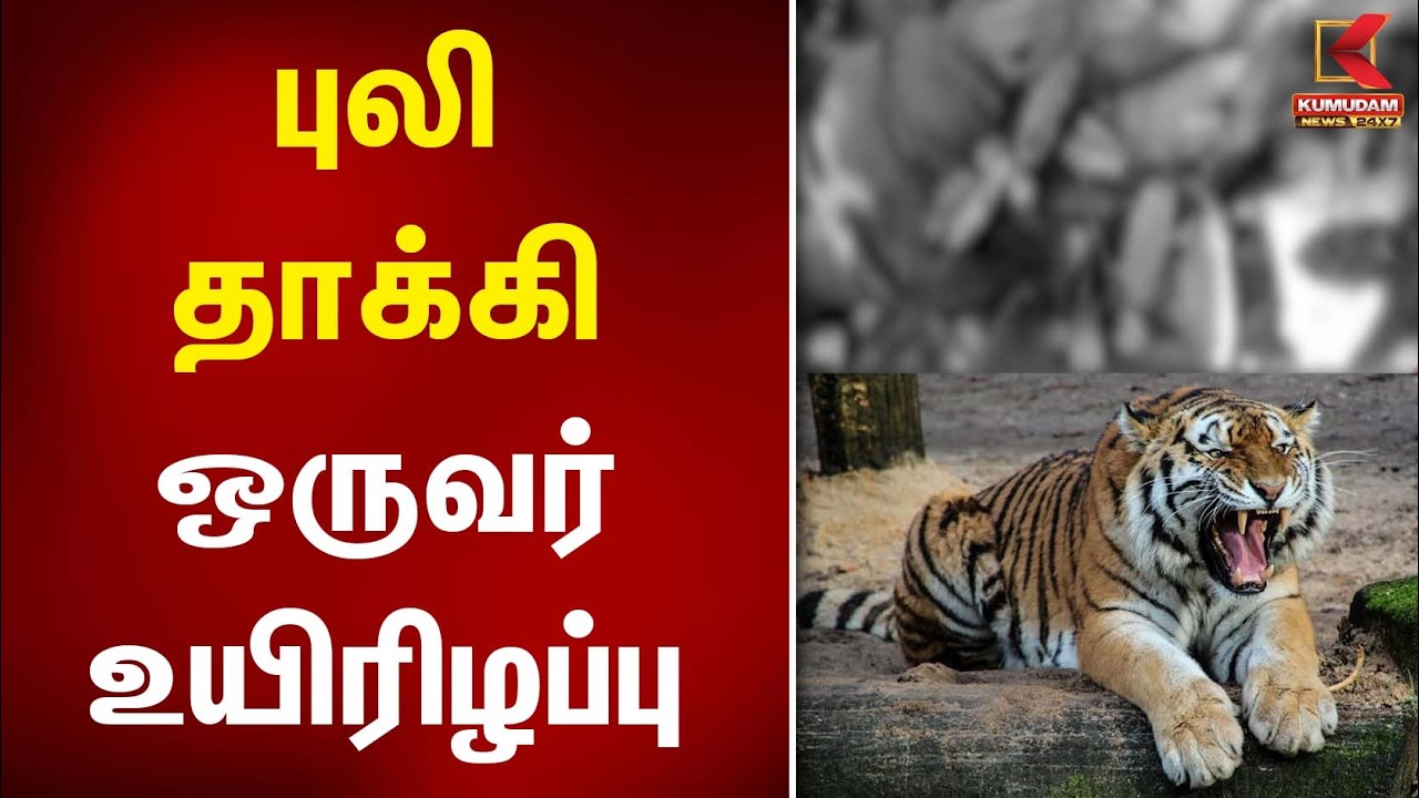 புலி தாக்கி ஒருவர் உயிரிழப்பு | Tiger Attack | Kumudam News