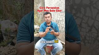 Download lagu How to Care for Kacer So It Will Open Its Tail #kicaumania #birds #kacer mp3 Download lagu How to Care for Kacer So It Will Open Its Tail #kicaumania #birds #kacer mp3