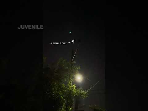 Juvenile Barred Owl Calls to Parents