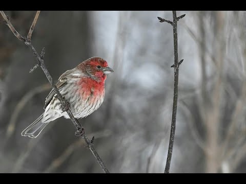 E  Magalif FINCHES Three Flutes & Piano [DIGITAL DEMO]