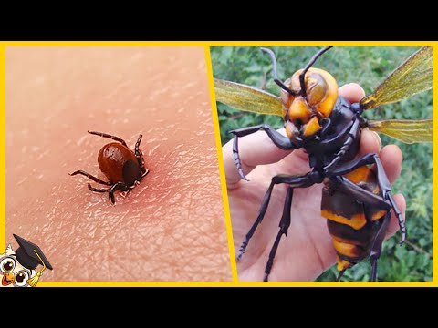 The 10 most dangerous insects in the world
