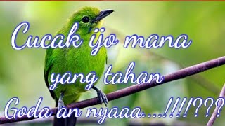 Download lagu MP3 suara burung cucak ijo betina memanggil jantan mp3