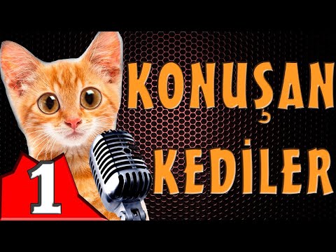 Talking Cats & Funniest Cat Videos [Funny Cats] 