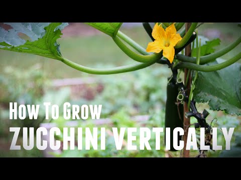 , title : 'How To Grow Zucchini Vertically - Save Space & Increase Yields in 5 Simple Steps'