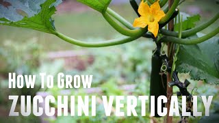 How To Grow Zucchini Vertically - Save Space & Increase Yields in 5 Simple Steps