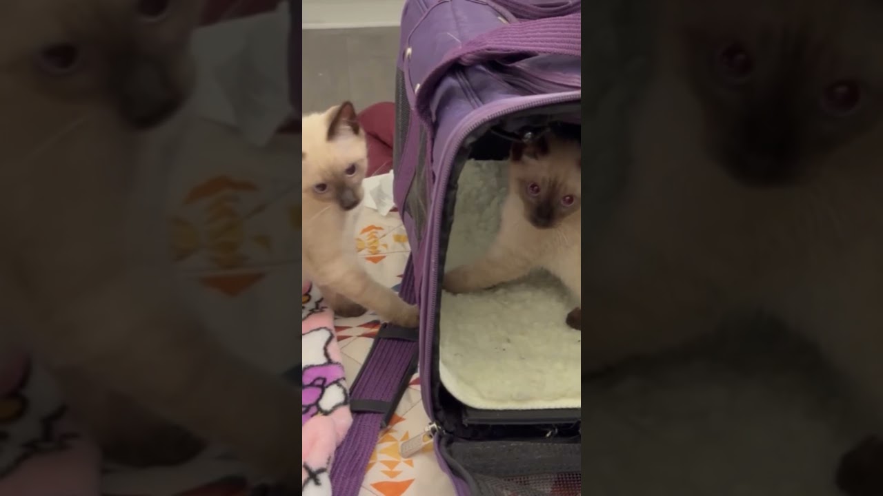 Enlarge Ube, an adopted Domestic Short Hair in Indianapolis, IN video 2/6