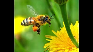 Arılar haqqında qısa məlumat bilmədikləriniz