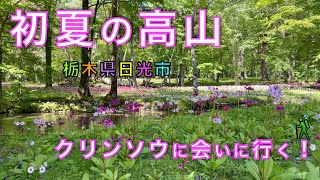 高山（奥日光）クリンソウ、シロヤシオに会いに行く！今年は当たり年！竜頭ノ滝臨時駐車場からスタート！栃木県日光市【山と音楽　m♪し音】