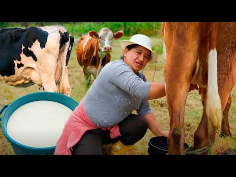This is how I milk the COWS and make the quesillo in the field