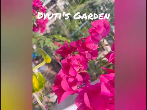 Terrace Garden / Seasonal Flowers