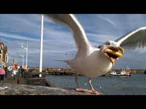 Seagull Challenge-Can they eat 20 loaves of bread?