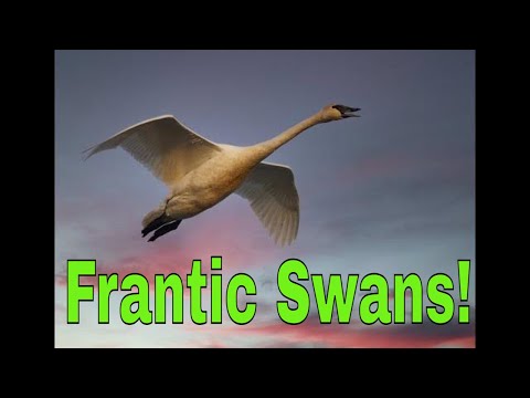 Swans and Geese (Frantic Migration stop in the Fog)!