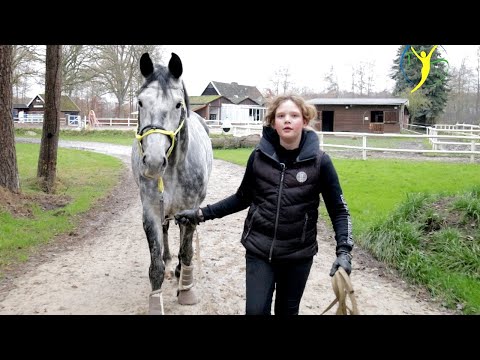 Vickys erstes Training GANZ ALLEINE mit Monsterpferd Falco | Falco & Bourbon Teil 13