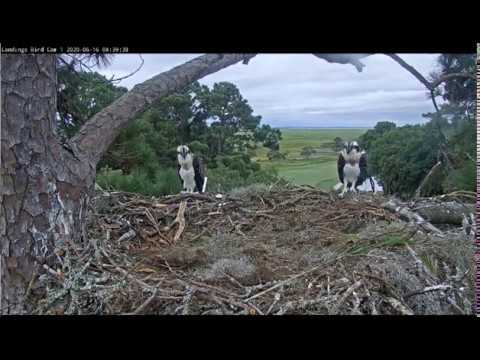 Osprey chick #1 fledges! Savannah, Georgia 6/16/20
