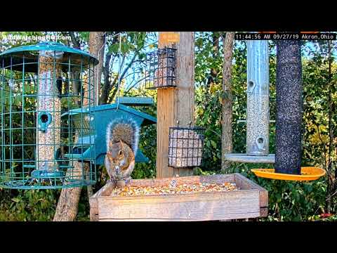 2019 09 27 Akron Ohio Feedercam ~ Super Squirrel On The Feeding Tray