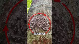 Download lagu 3 Caterpillars you should Never Touch!—Number 1 is Dangerous!😱#animals #insects #shorts #shortvideo mp3