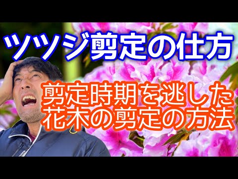 ヘザーの剪定時期はいつ？この素晴らしい多年生植物のあらゆるニーズを網羅した完全ガイド  庭園