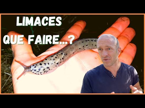 LIMACES ► Énorme attaque ! Que faire ? / Hebdo Potager #66 Mi-septembre 2020
