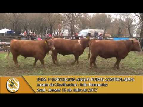 13-07-17 Jura Machos - 1º Exposición Angus Puro Controlado - Azul.
