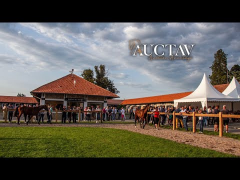 JULIEN RAFFESTIN - 56.000€ - MAGNIFICO DE LOU