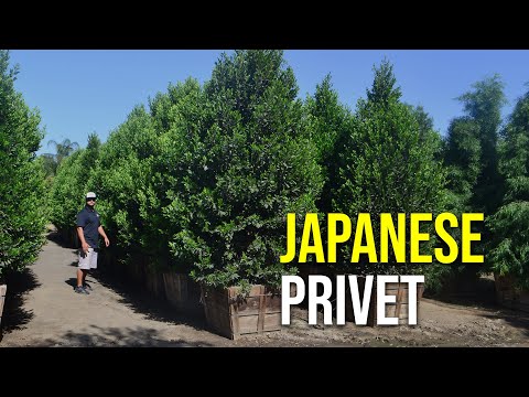 景観に最適な多用途の常緑樹：イボタノキ