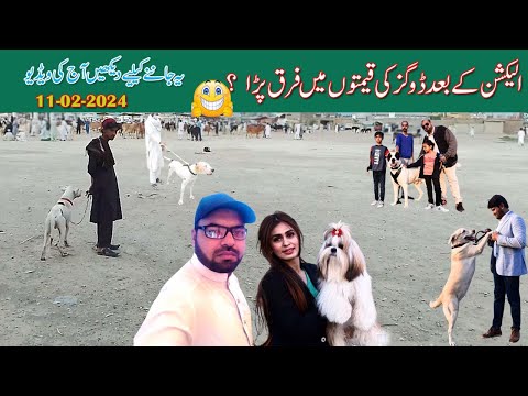 intersting video 2024 |  Gultair and Bully Dog Mandi 2024 | Mubashir info | video part 01