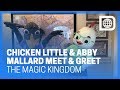 Chicken Little And Abby Mallard Meet Greet Magic Kingdom