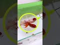 If The Fish Food Is All Over The Tank You Can Use A Feeder Aquarium Fishfood Feeding Fish Koi